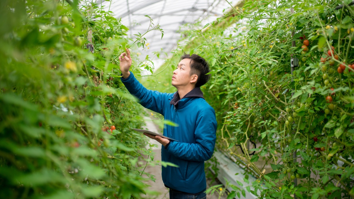 Farmer using a digital tablet in a greenhouse 