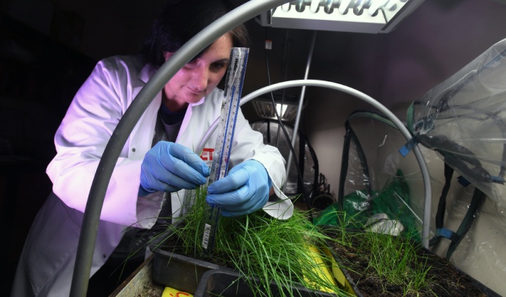 Dr Lorna Anguilano working with plants in a lab