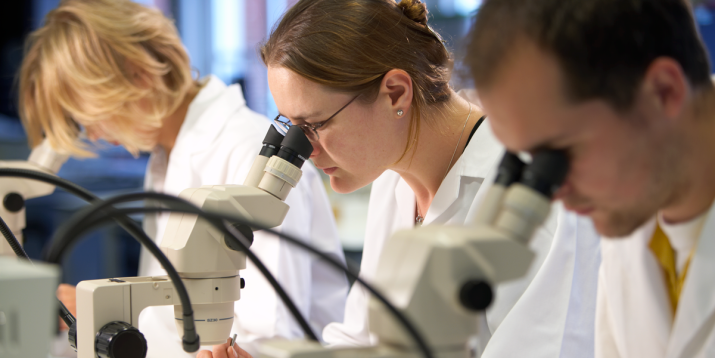 Three people in lab coats looking down microscopes