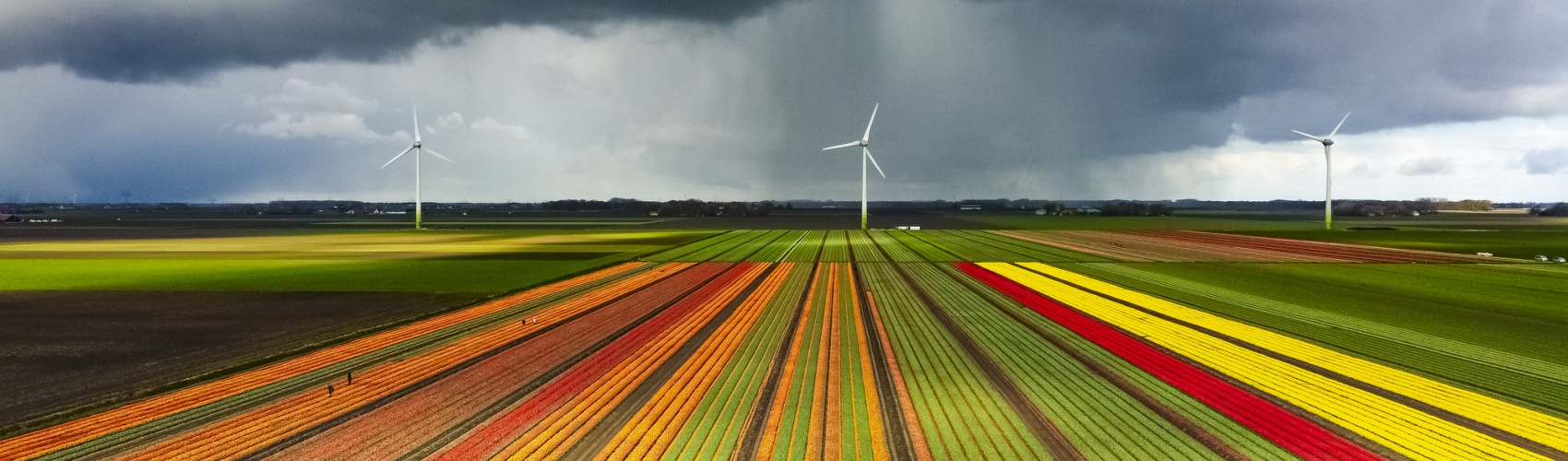 Tulips blossoming in a field with a dark storm sky above aerial drone view 