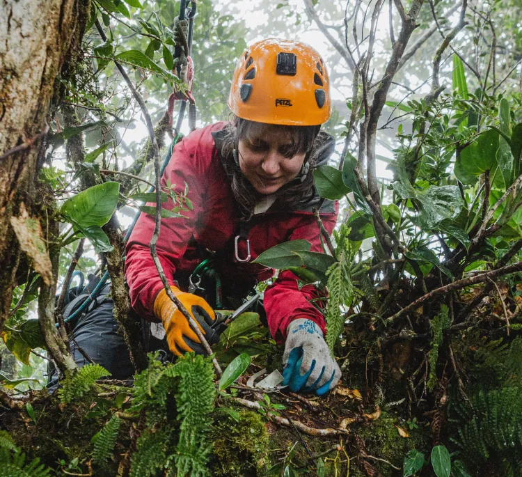 A woman wearing climbing equipment in a tree in a forest