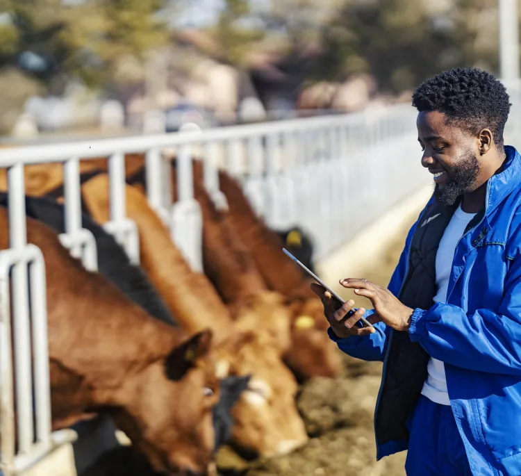Man smiling with an iPad standing next to cows