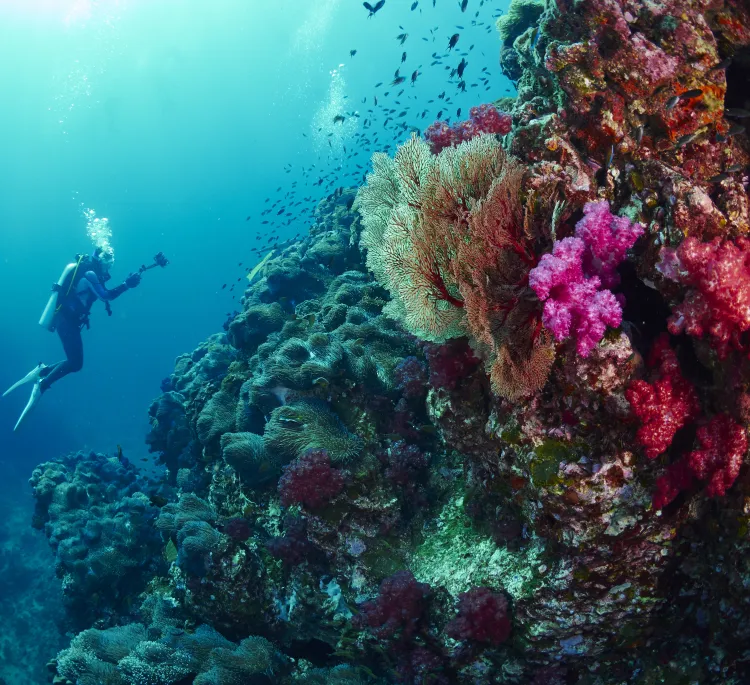Scuba diver swimming next to reef coral with a camera.
