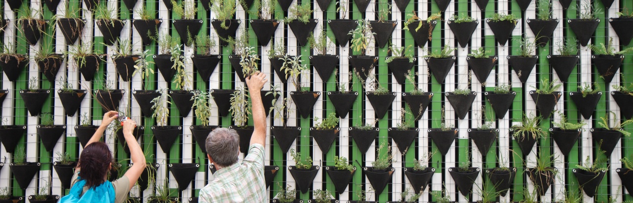 Two people tend to a living wall of plants